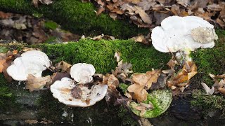 Wrośniak garbaty  Trametes gibbosa [upl. by Vanda710]