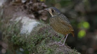 Tovacuçu  Variegated Antpitta [upl. by Farris150]