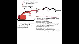 Vascularites 1 4 [upl. by Nikos]