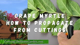 How to Propagate Crape Myrtles from Cuttings [upl. by Andaira938]