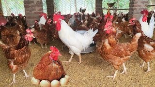 hatchery farm in village a to z 1 day 45 days full video [upl. by Tacklind]