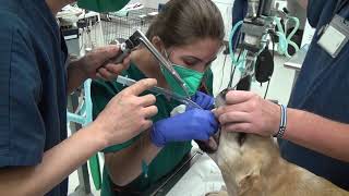 Administering Propofol for sedation and placing the endotracheal tube [upl. by Janine611]