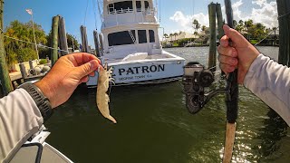 Fishing Florida Saltwater Residential Canals with Live Shrimp [upl. by Haden]