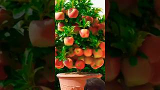 Discover the Secret to Growing and Multiplying Apple Trees from Fruit fruits shorts [upl. by Atteynod]