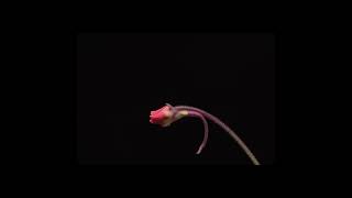 Pinguicula laueana flower timelapse [upl. by Aihsekyw]