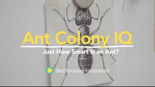 Ant Colony IQ Just How Smart is an Ant [upl. by Ajar]