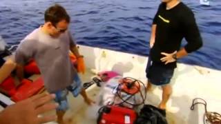 Quand les requins attaquent  Documentaire [upl. by Amihsat510]