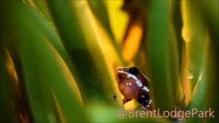 Male Phantasmal Poison Arrow Frog  Calling [upl. by Friedly442]