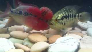 SRD Flowerhorn Vs Jaguar Cichlid [upl. by Einiar]