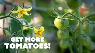 How to HandPollinate TOMATO Flowers for Better Yields 🍅 [upl. by Eisiam]