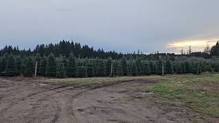 Christmas tree farm part 3 [upl. by Ecille]