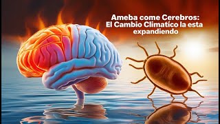 Ameba Come Cerebros La Amenaza Mortal Aumenta por el Cambio Climático [upl. by Meikah]