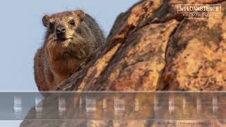 Rock Hyrax Sounds  Evil cackling call amp cries [upl. by Cutty]