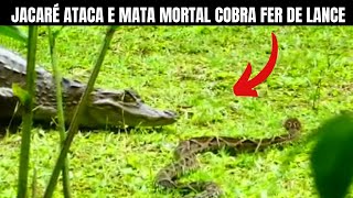 Jacaré Ataca e Mata Cobra Fer de Lance  Biólogo Henrique o Biólogo das Cobras [upl. by Kitrak]