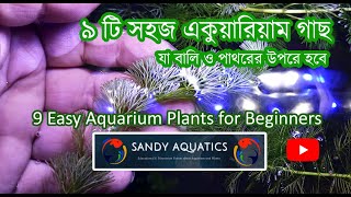 সহজ নয়টি অ্যাকোয়ারিয়াম গাছ  9 Aquarium Plants for Beginners Planted Aquarium Without CO2 [upl. by Teleya]