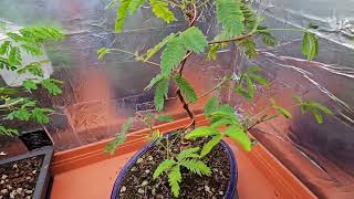 Mimosa Pudica Bonsai Update after Cut Back [upl. by Yssep672]