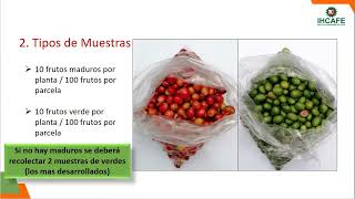 Metodología Muestreo de frutos Dist Fisiológicos 20242025 [upl. by Pricilla624]