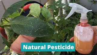 DIY PESTICIDE  HOMEMADE INSECT REPELLANT  Natural Pesticide for Plants  Effective Insecticide [upl. by Charley]