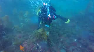 SCUBA Diving at Catalina Island CA [upl. by Shannah]