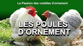 Les poules dornements poulailler poule pondeusefaisans cailles de chine colombes exotiques ✔ [upl. by Novahs]