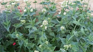 Centranthus ruber quotalbusquot [upl. by Gierk]