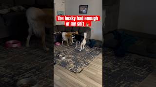 Playing laser tag with the dogs 🐶 hvac funny bluecollar [upl. by Noli911]