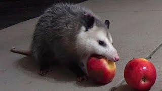 Possum Apple CRUNCH [upl. by Dylana291]