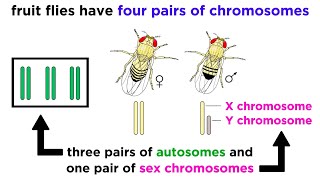 Inheritance of XLinked Genes [upl. by Andra342]