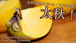 世界の植物を食べる！【日本広島編】 カキ 太秋！ Diospyros kaki Taisyu [upl. by Anneyehc594]