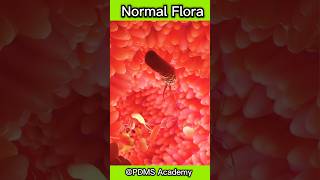 Normal Flora  Microbiota medicine [upl. by Keon]