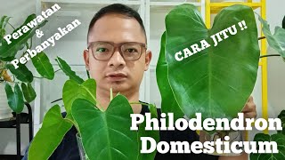 philodendron domesticum perawatan dan cara memperbanyak tanaman hias jenis philo  aroids indonesia [upl. by Ihn]