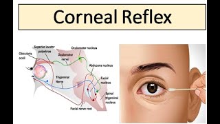 Corneal Reflex [upl. by Feinstein]