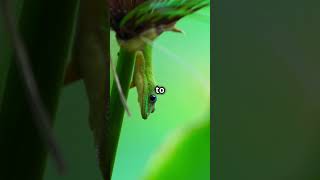 How Geckos Climb and Regrow Tails animals wildlife shorts [upl. by Anauqes]