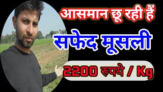 सूखी Dry  Safed Musli 2200rs per kg Price  2024 me Safed Musli ke bhav ne sare रिकार्ड तोड़े [upl. by Hcir]