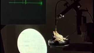 Neuroethology of Toads Part 2 of 3 English Feature Detecting Nerve Cells in the Brain [upl. by Idnyl]