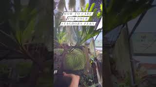 How to care for your staghorn fern [upl. by Assiral]