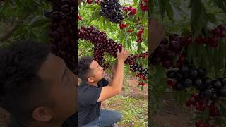 Enjoy our tree juicy cherry fruits 🍒🍒cherry short [upl. by Elijah]