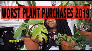 WORST Plant Purchases 2019  Regrets Rhaphidophora Tetrasperma  variegated Hindu Rope [upl. by Gurtner]