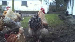 Buff Orpington Meat Chickens [upl. by Eetsirk]