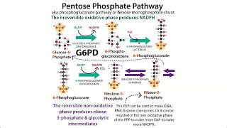 The Pentose Phosphate Pathway HMP shunt amp G6PD deficiency Favism [upl. by Eintihw821]