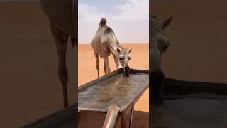 Sahara registan fact facts sciencefacts ytshorts [upl. by Ahcatan]