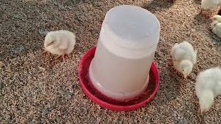 POULTRY BROODING  IN FARM 3rd DAY BROODING poultry brooding frampoultryfarming viralvideo [upl. by Ahsas]