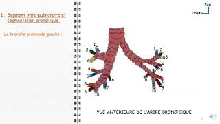 ANATOMIE FMPM TRACHEE ET BRONCHES [upl. by Aleksandr]