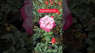 Paradise rose plant high magic rose fire rosemidnight blue rose George vansh [upl. by Hubey]