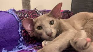 Mafiosi Lucrecia  Oriental Shorthair cat [upl. by Adneral263]