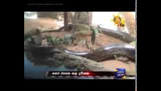 Anaconda eats her partner in Dehiwala [upl. by Zephan]