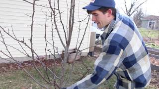 How to Prune Pear Trees That Have Become Too Overgrown [upl. by Haerdna835]