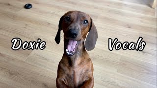 Mini dachshund vocals so much more than just barking [upl. by Anitsahs]