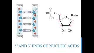 5 3 ends of DNA and RNA [upl. by Niraj]