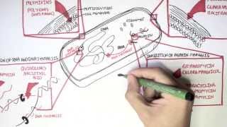 Microbiology  Antibiotics Mechanisms of Action [upl. by Anelaf332]